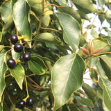Camphor Cone